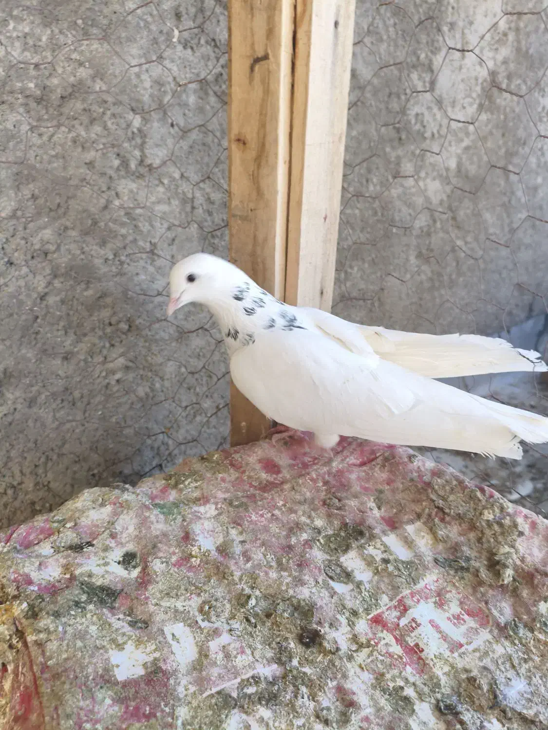 کبوتر|پرنده|لردگان, |دیوار