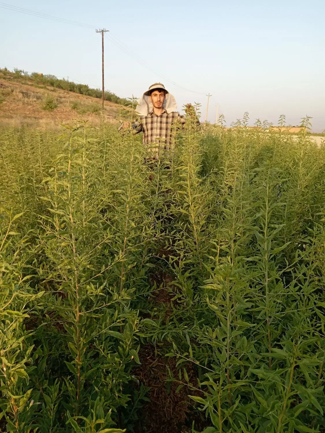 نهالستان بادام برند نهال|خدمات باغبانی و درختکاری|اقلید, |دیوار