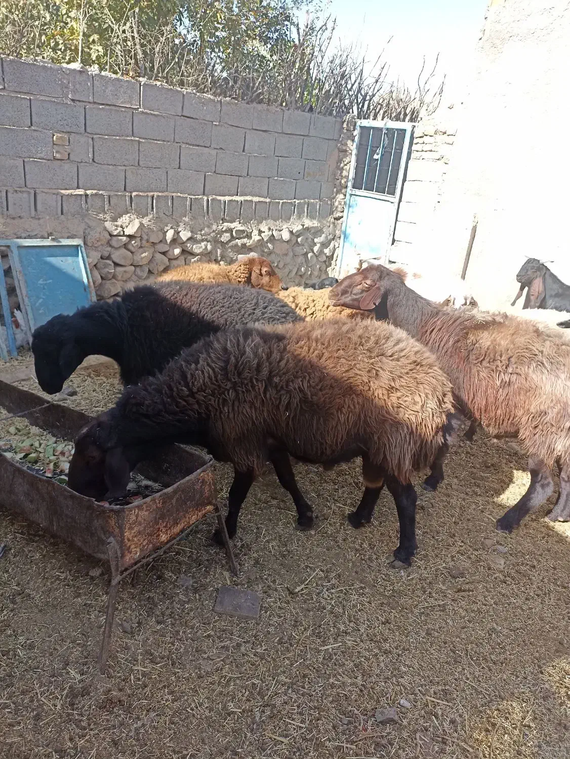 3رس قوچ افشار درج یک دونه ی 30تومن|حیوانات مزرعه|جغتای, |دیوار