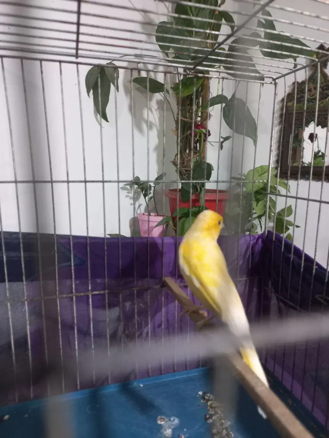 قناری نر|پرنده|ورامین, ورامین|دیوار