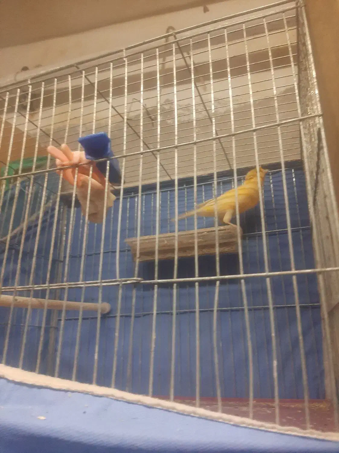 قناری عروس گلبسر|پرنده|تاکستان, |دیوار