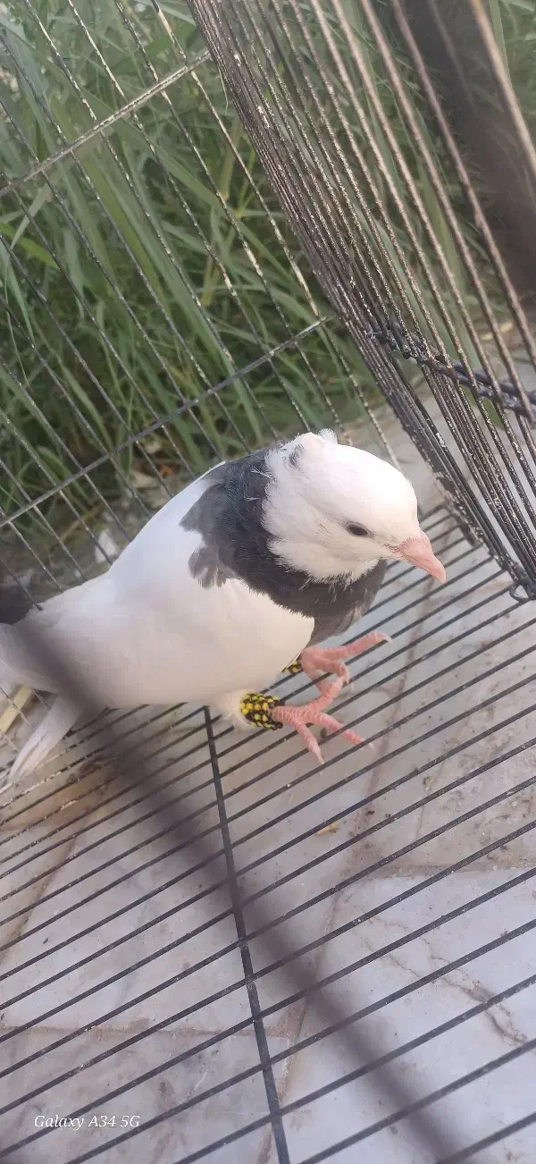 کفتر فروشی|پرنده|طبس, |دیوار