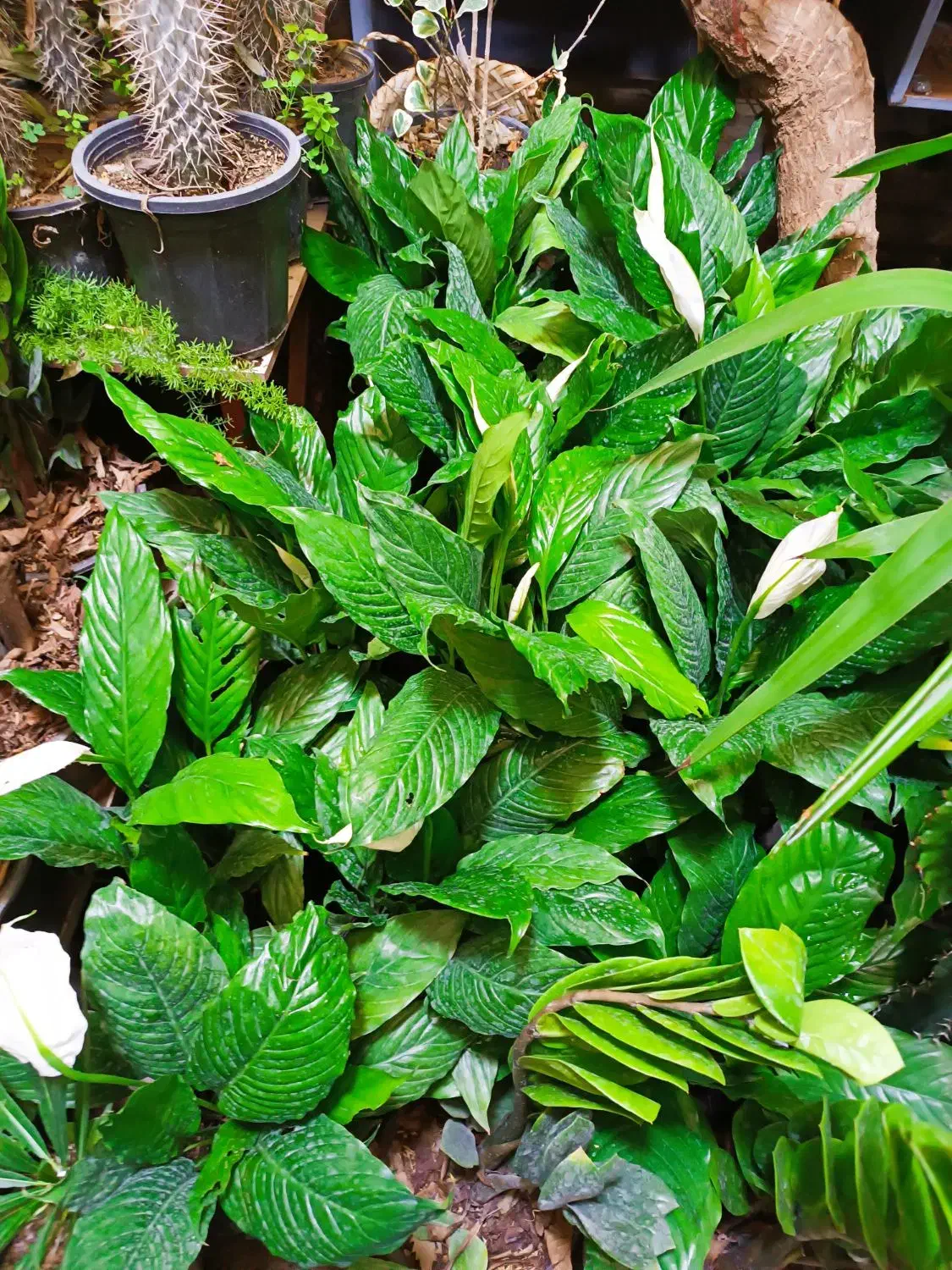 گل فروشی نوید|گل و گیاه طبیعی|جوانرود, |دیوار