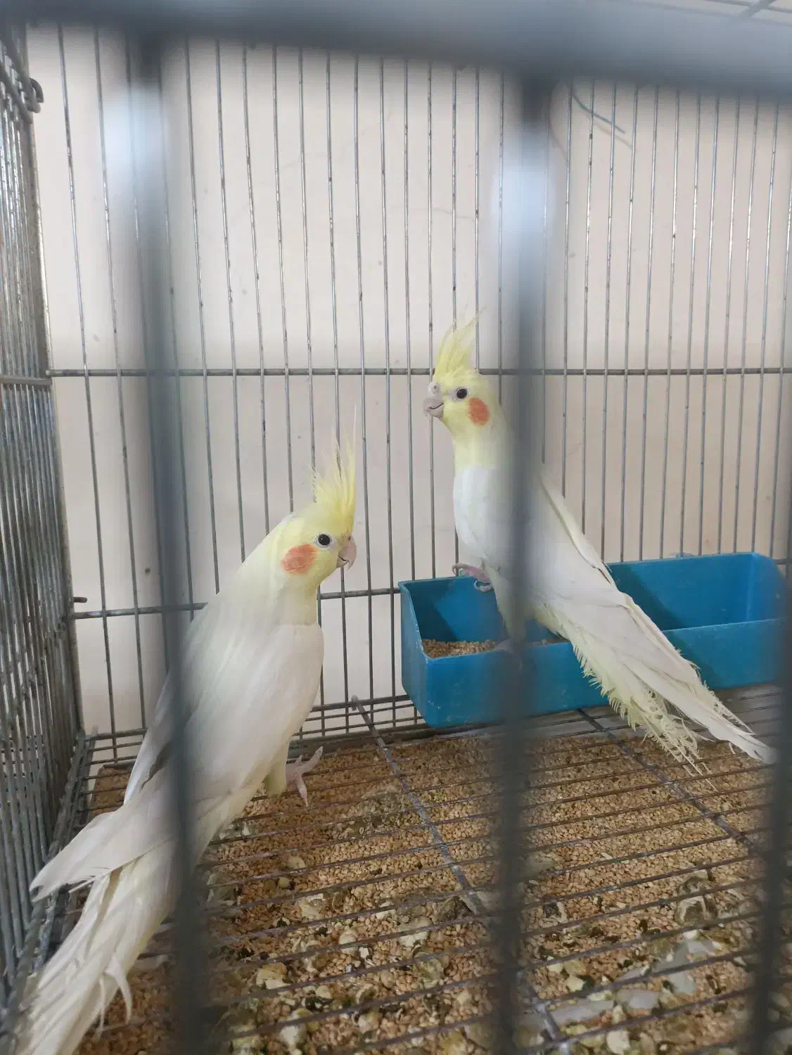 تعدادی عروس هلندی|پرنده|خمینیشهر, |دیوار