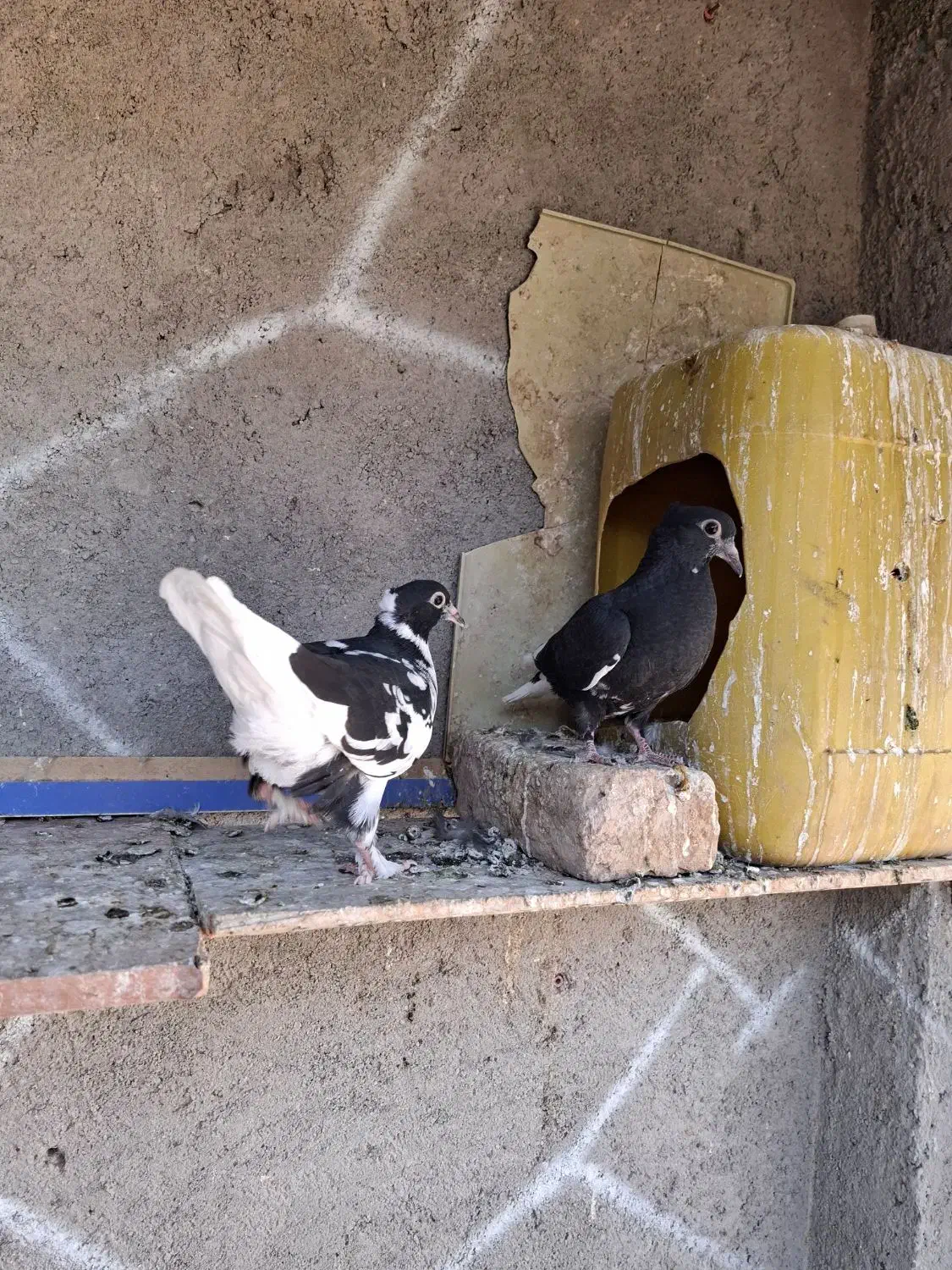 قره و ابلغ دمسفید کاکلی کرمونی|پرنده|زاوه, |دیوار