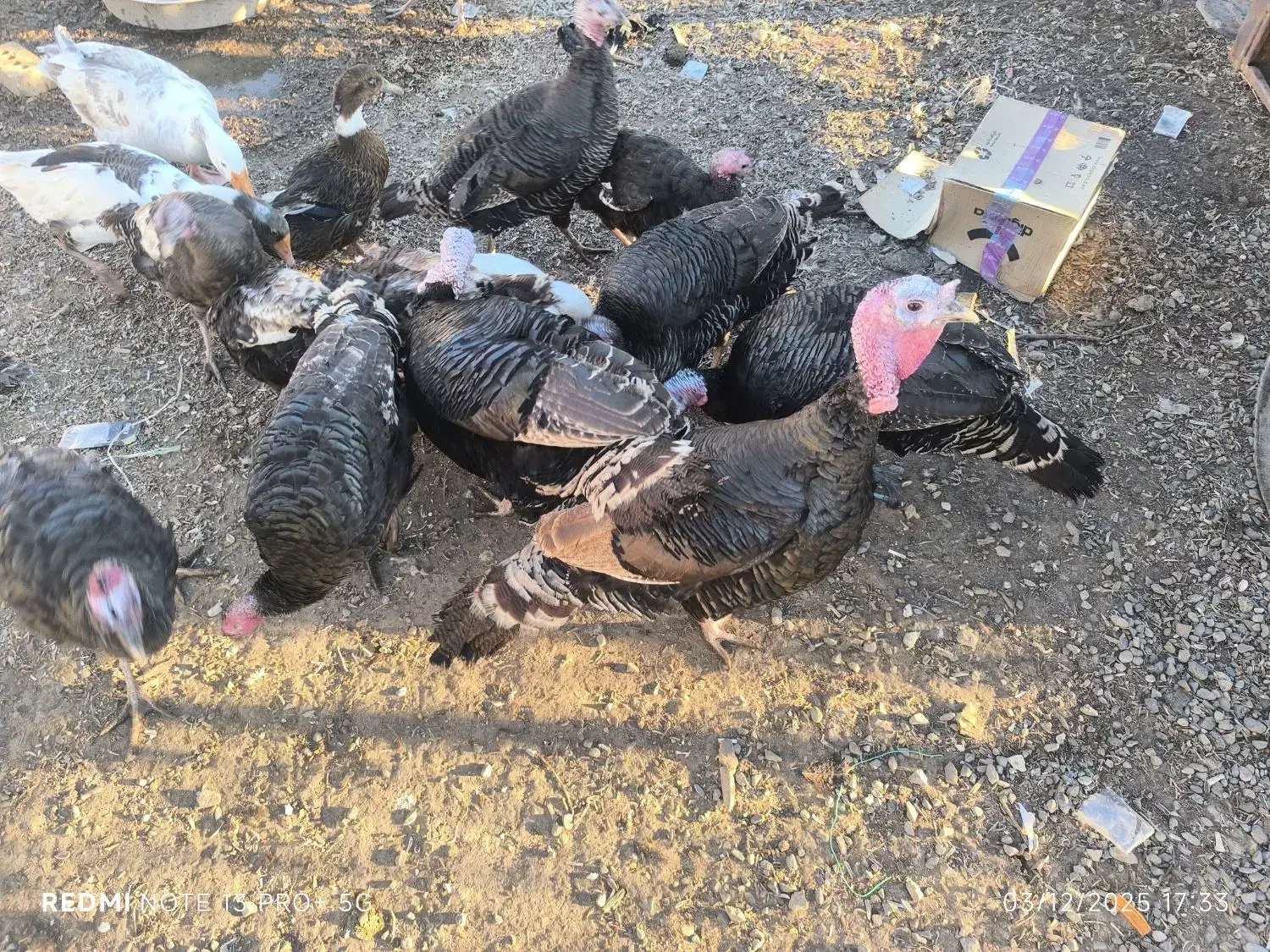 بوقلمون 2ساله|حیوانات مزرعه|مرند, |دیوار