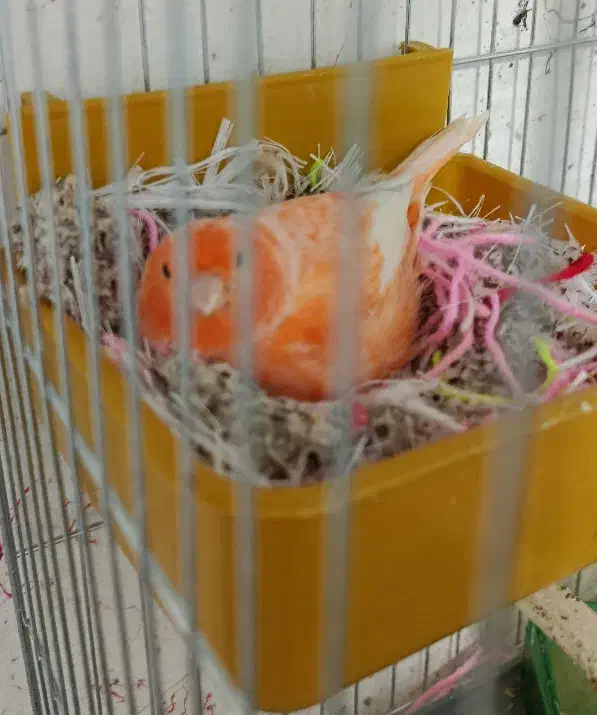 جفت قناری رد فاکتور اورجینال|پرنده|اهواز, کمپلو شمالی|دیوار