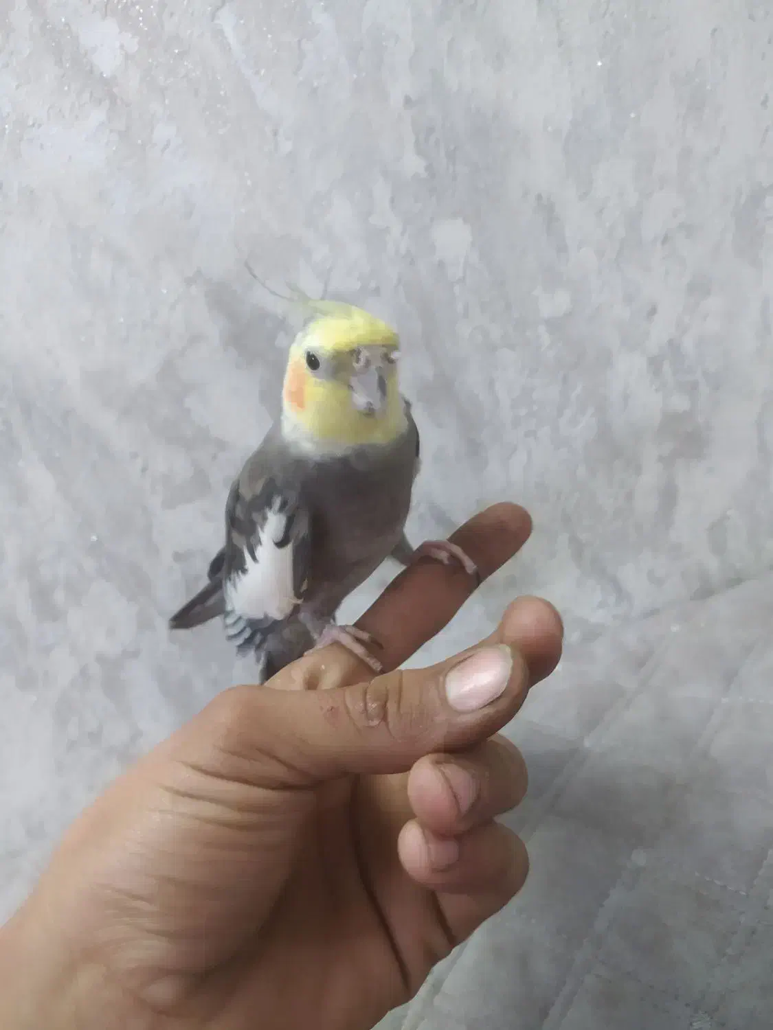 عروس هلندی سیامون|پرنده|رضویه, |دیوار