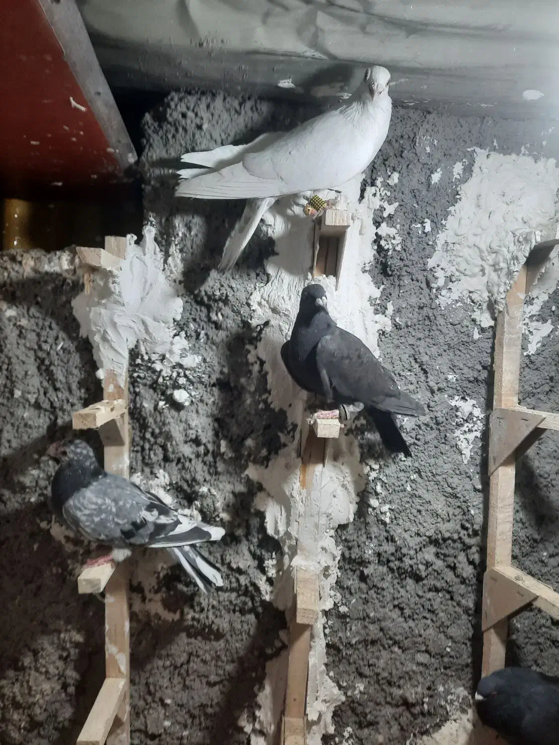 ۴تا پلاکی زرنگ|پرنده|شیراز, شهرک استقلال|دیوار