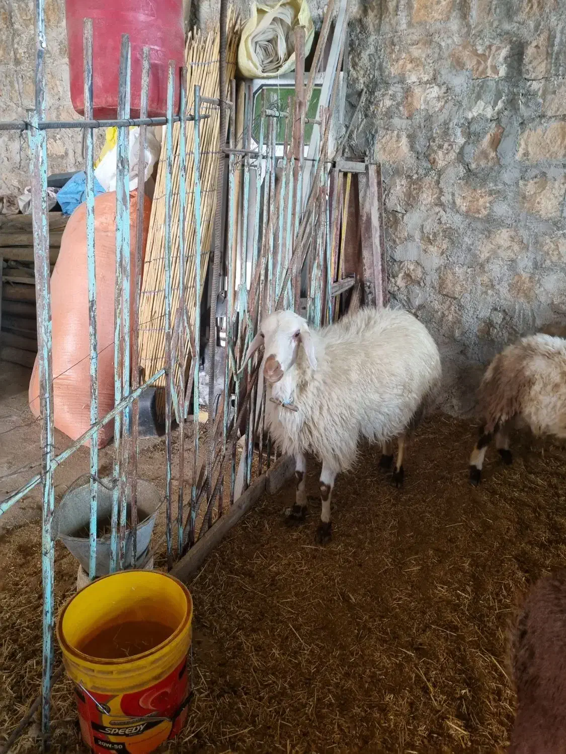 قوچ..ورن داشتی.|حیوانات مزرعه|شباب, |دیوار