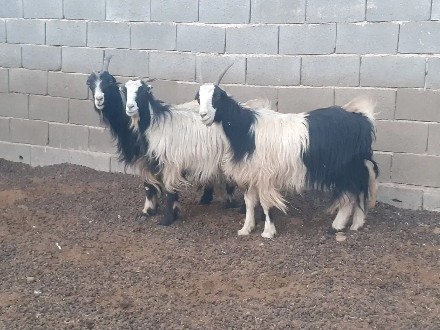 بز ابستن،چپش ترکی، بزغاله|حیوانات مزرعه|مبارکه, |دیوار