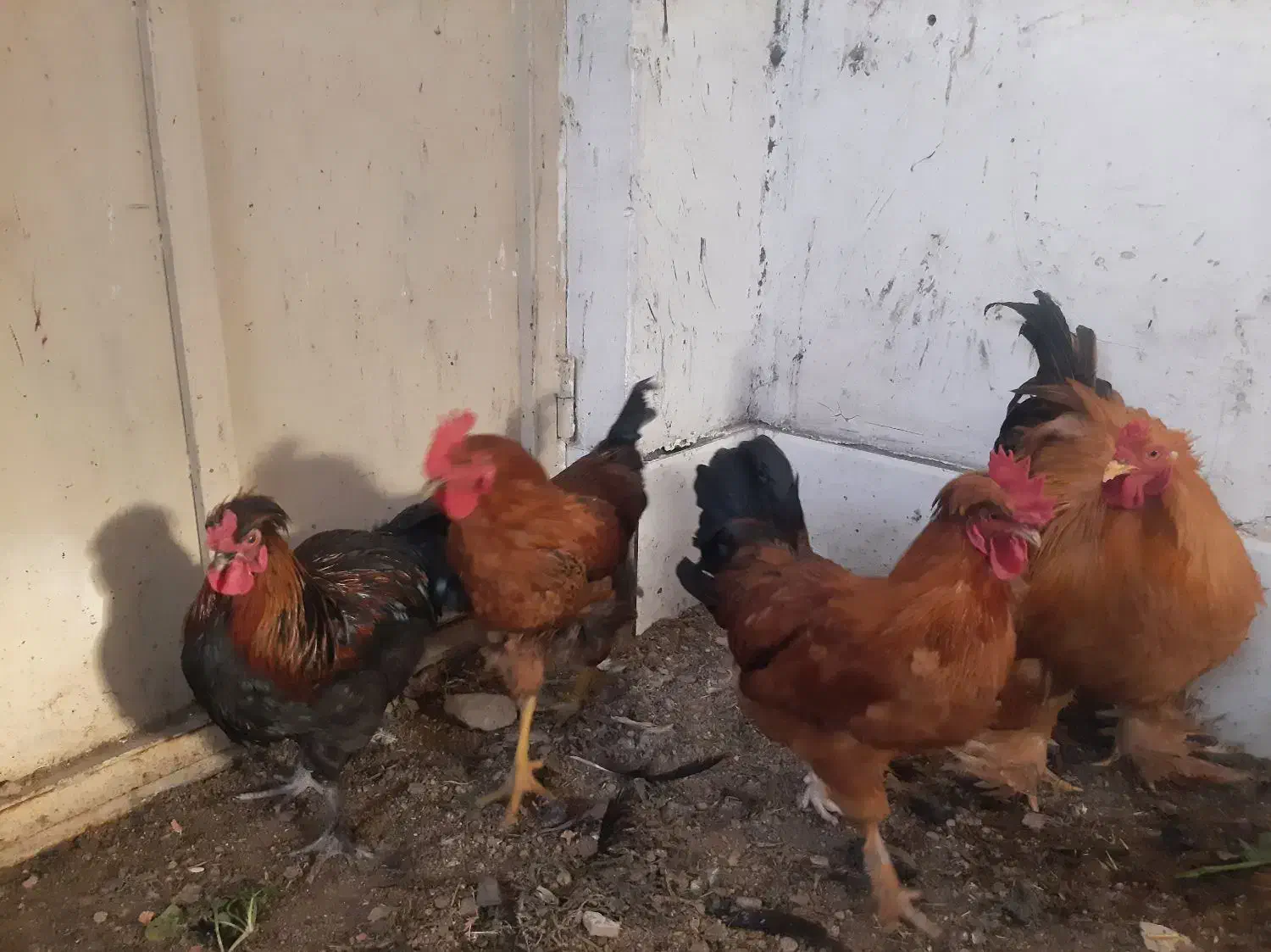 خروس زیبا|حیوانات مزرعه|قم, شهرک امام حسن|دیوار