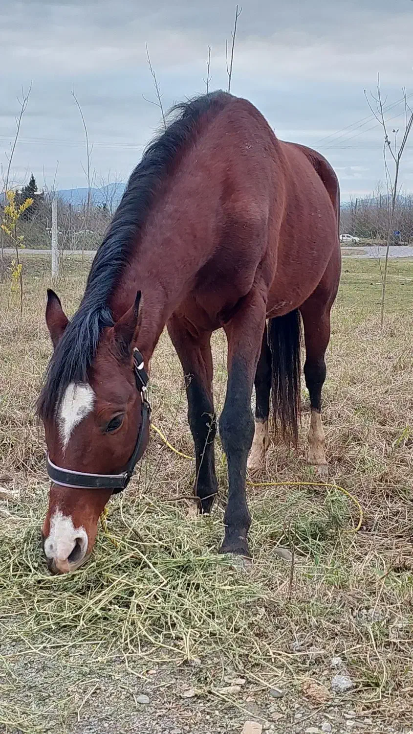 اسب دست پا بلند|اسب و تجهیزات اسب‌سواری|سنگر, |دیوار