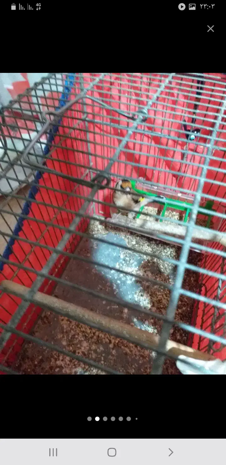 سهره|پرنده|تهران, جوادیه|دیوار