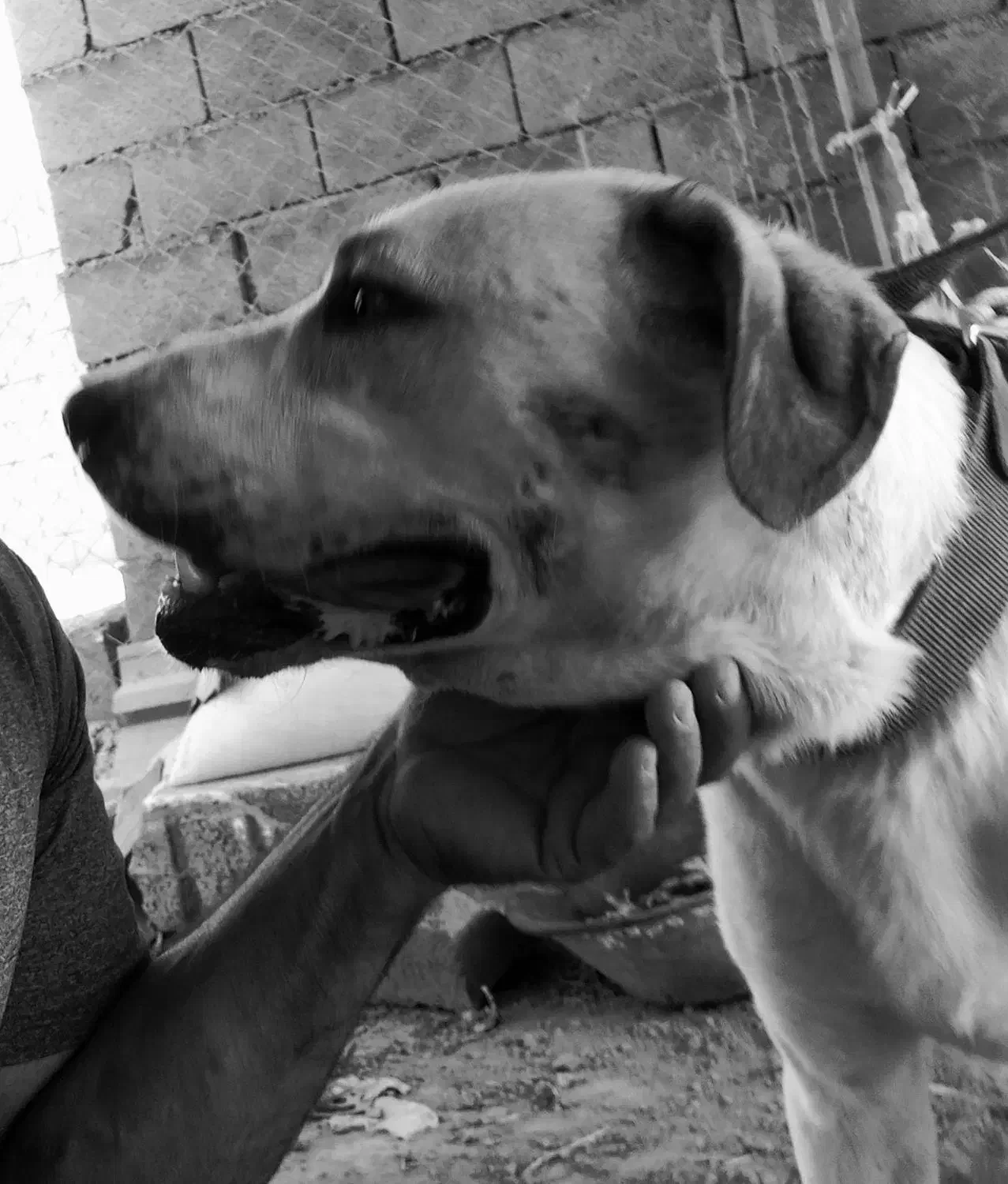 سگ عراقی ۳ساله گم شده|حیوانات|شبستر, |دیوار