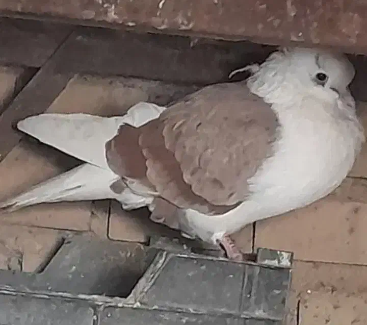 کبوتر فروشی و معاوضه با طوقی|پرنده|دره شهر, |دیوار