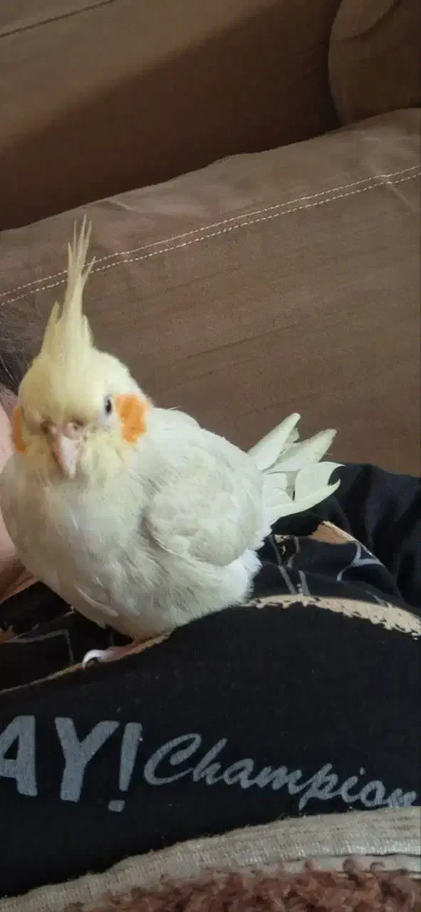 طوطی عروس گمشده|پرنده|فریدونکنار, |دیوار