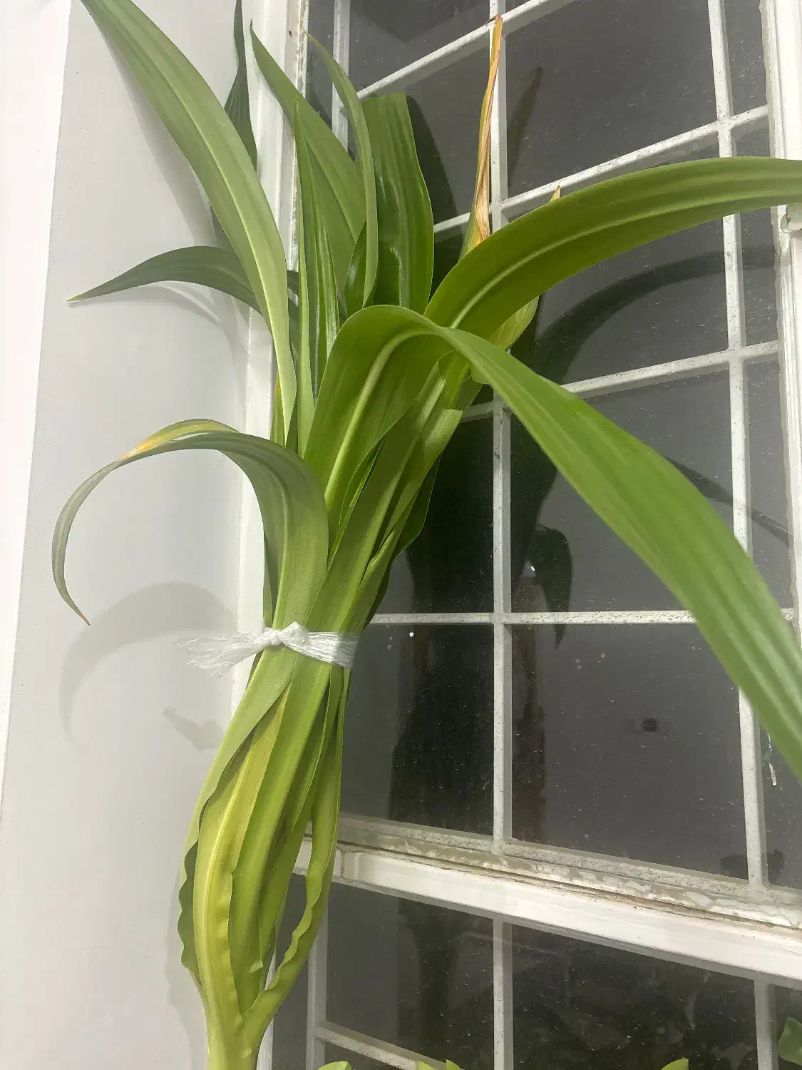 گل طبیعی عنکبوتی|گل و گیاه طبیعی|شهرکرد, |دیوار