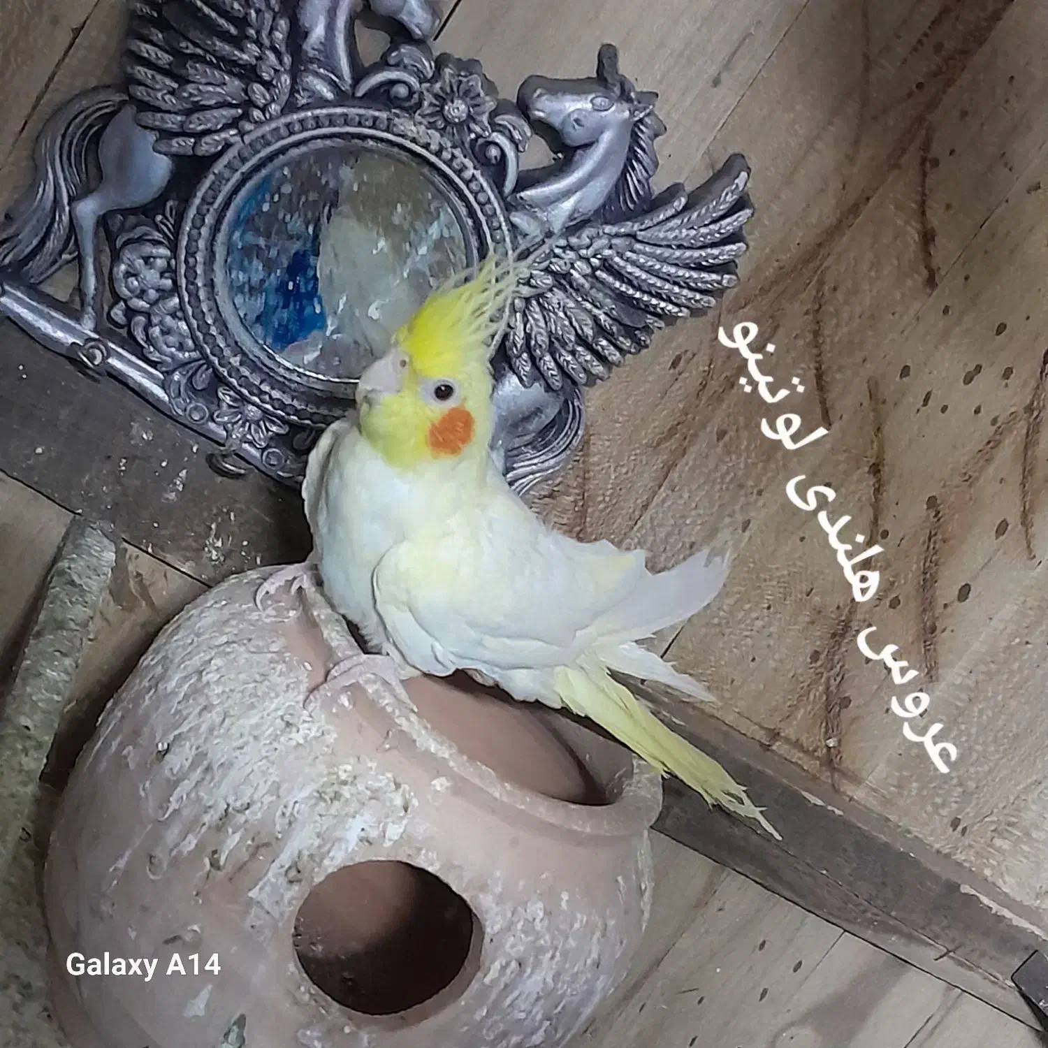 عروس هلندی|پرنده|زهک, |دیوار
