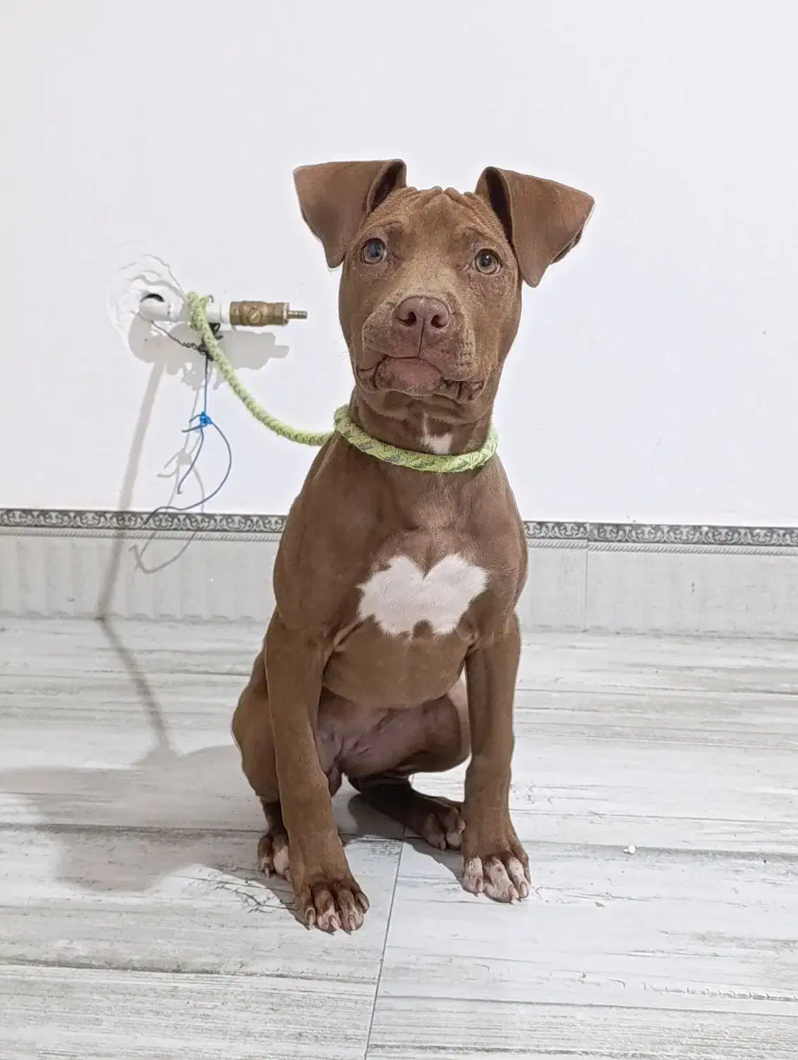 پیت بول تریر|سگ|کرمان, |دیوار