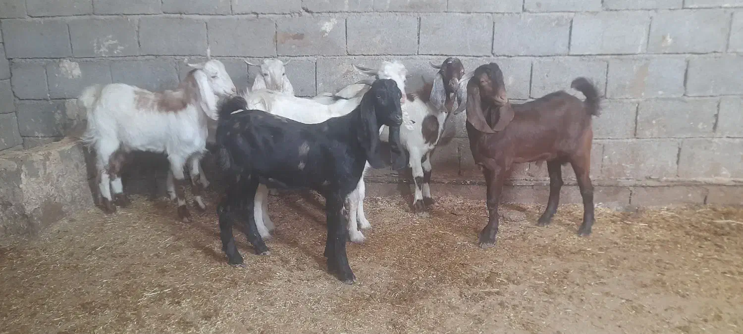 بز ۷ عدد نر بزورگ  جنس خوب|حیوانات مزرعه|شادگان, |دیوار