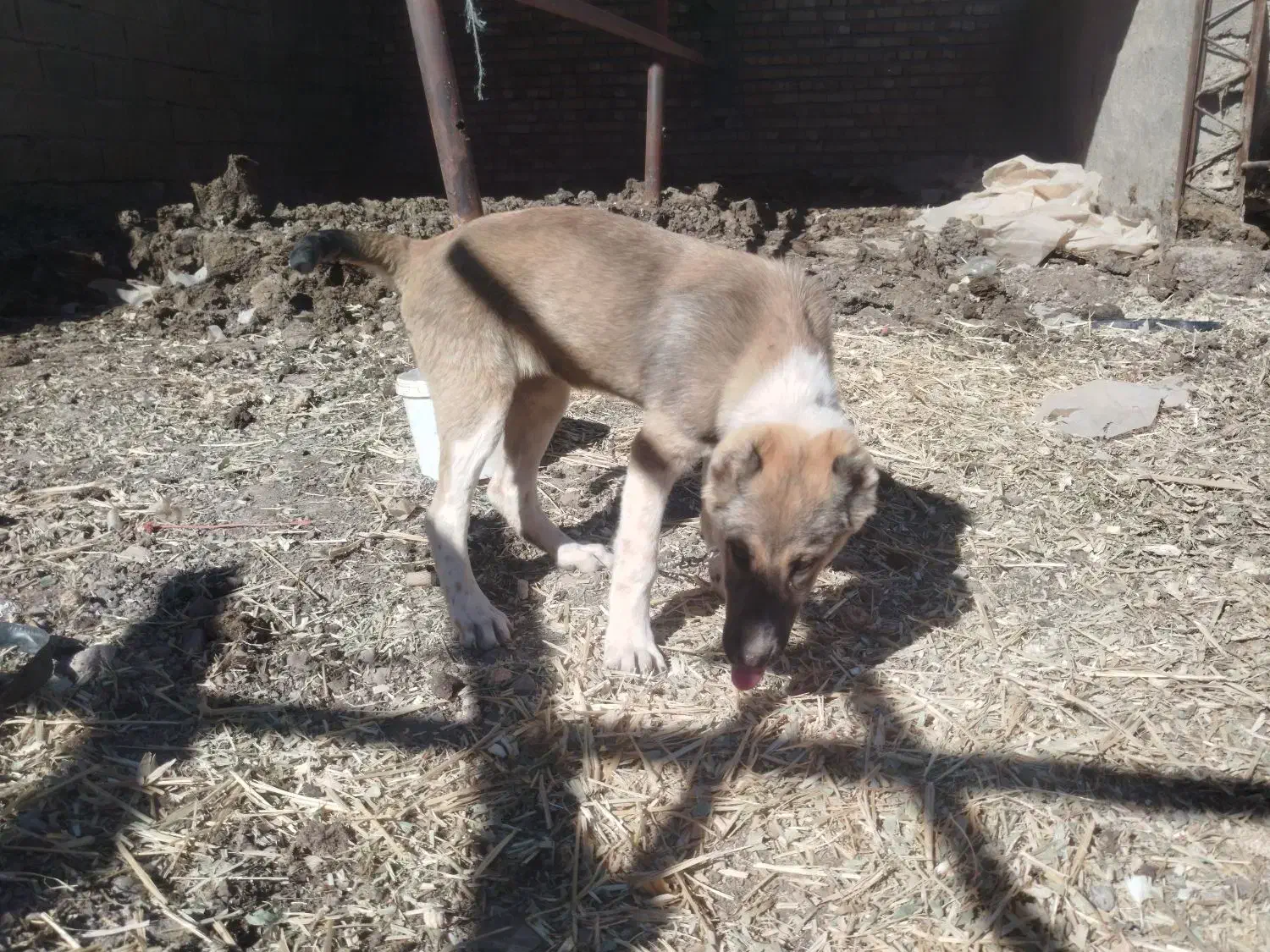 سگ نسل ماده زیبا سر پنجه دار ماده|سگ|باخزر, |دیوار