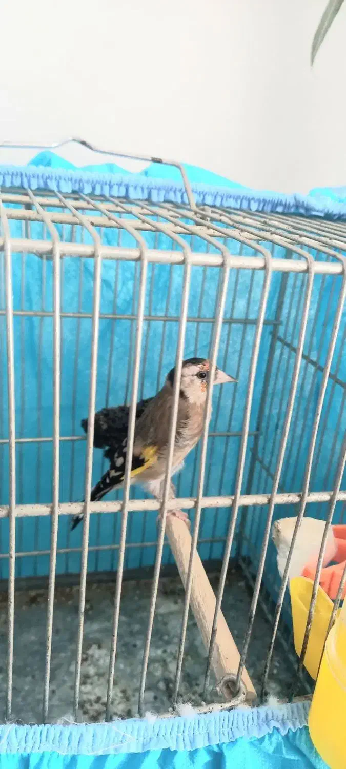 سهره ماده|پرنده|ابهر, |دیوار