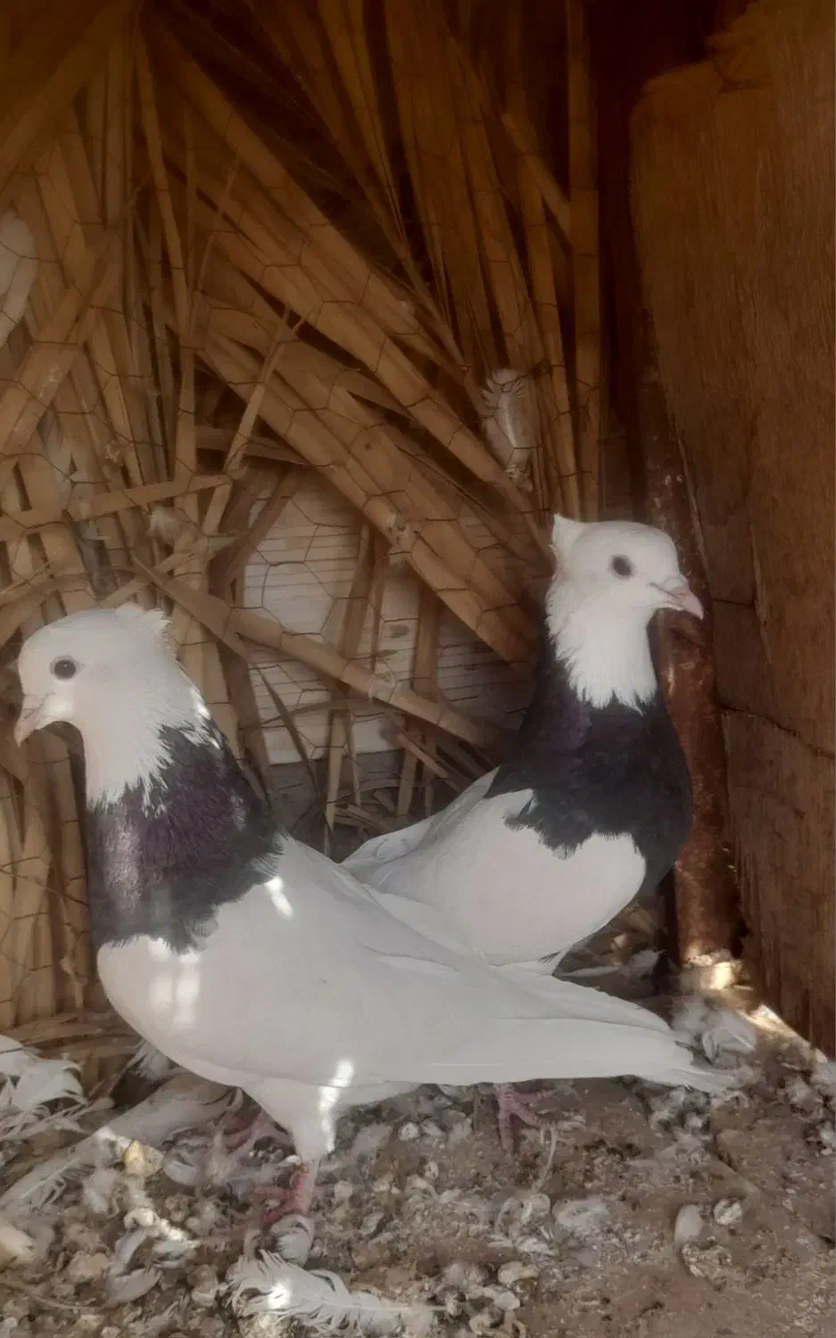 طوقی|پرنده|بم, |دیوار