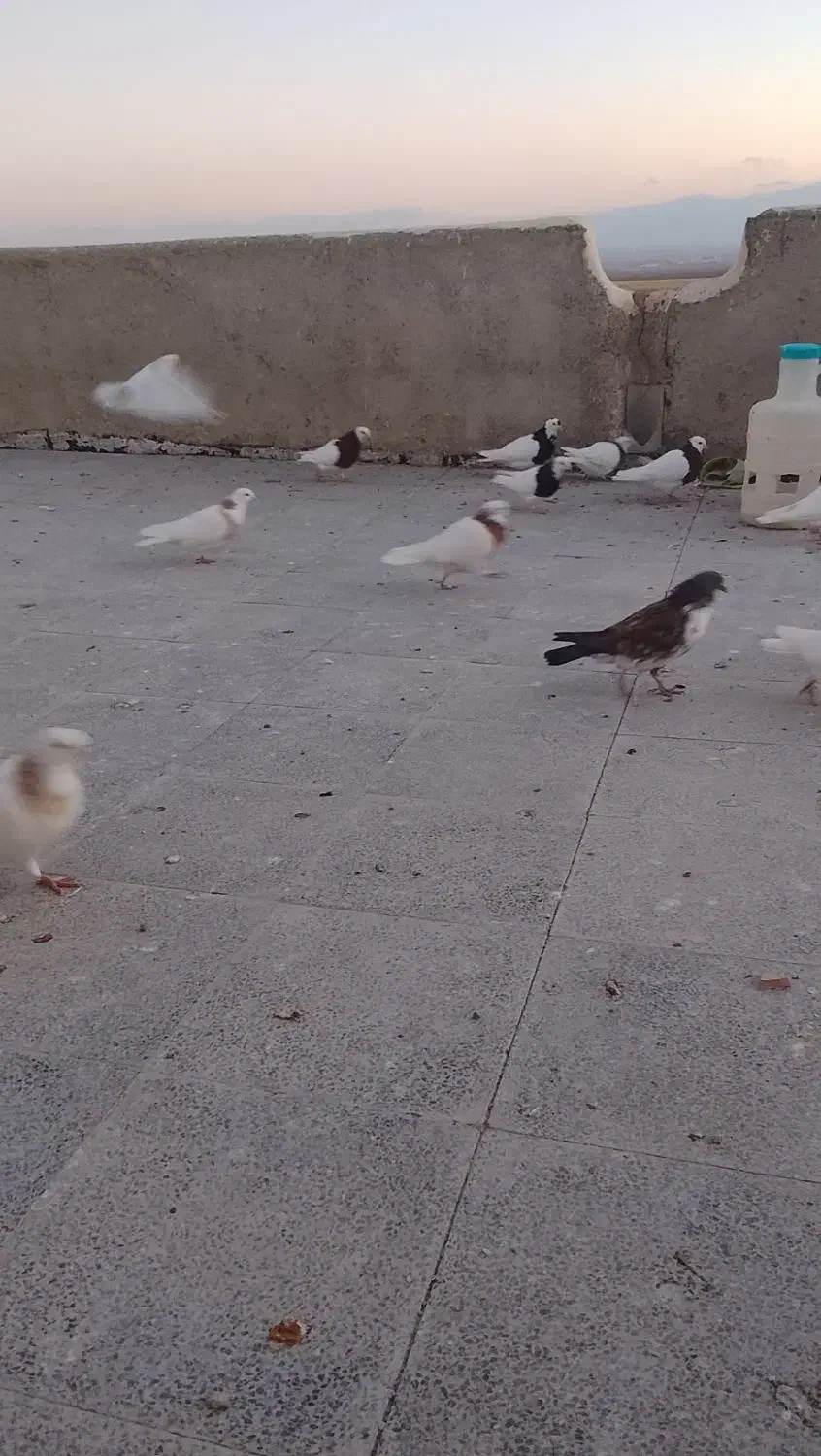 کبوترها طوقی تک پر|پرنده|لالجین, |دیوار