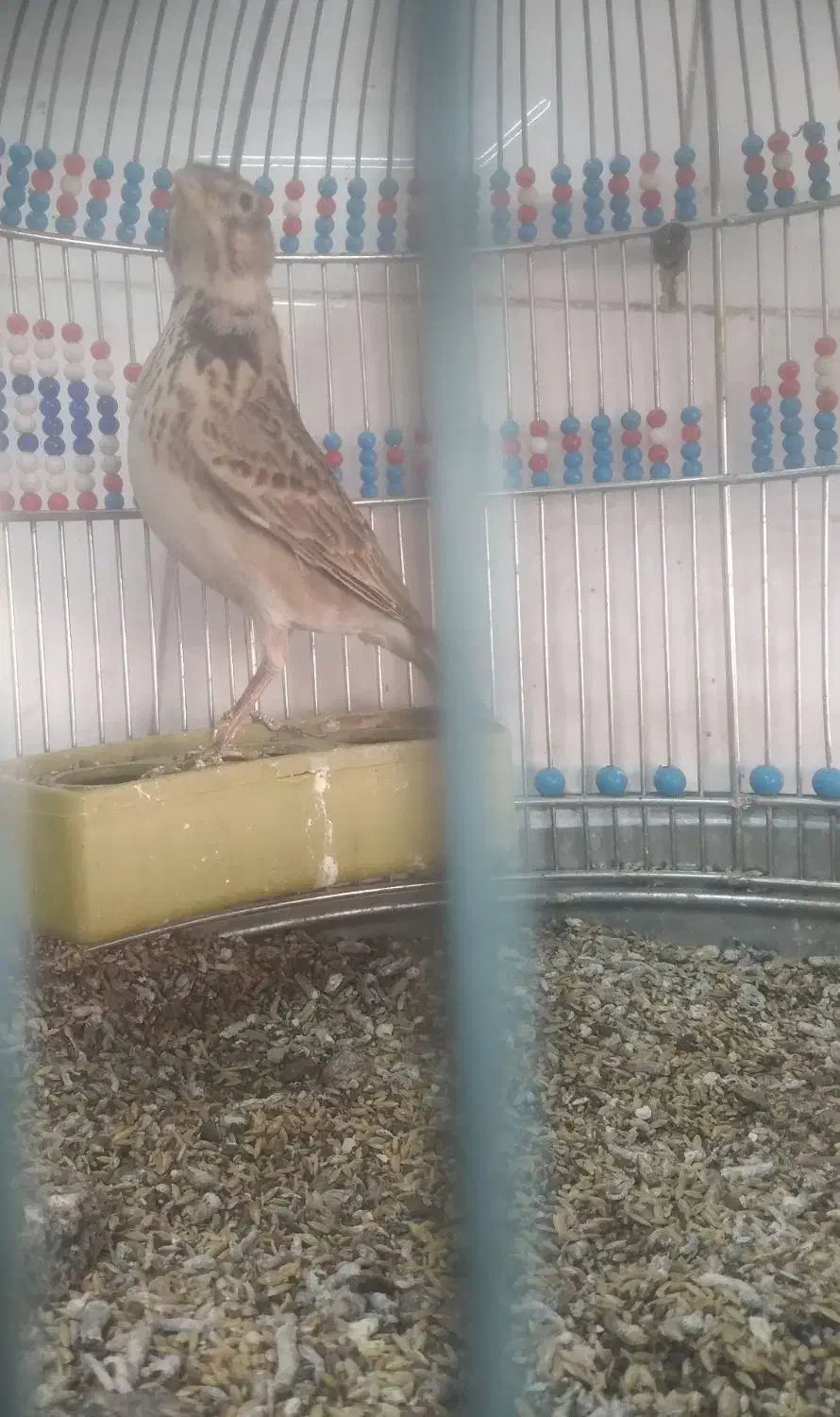 پرنده سره خاکی|پرنده|اردبیل, |دیوار