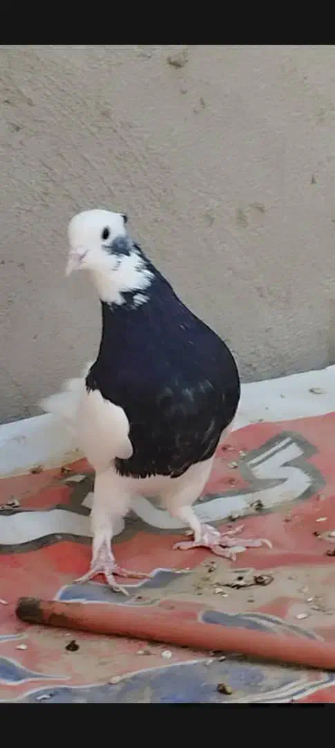 کفتر سینه وطوقی|پرنده|داراب, |دیوار