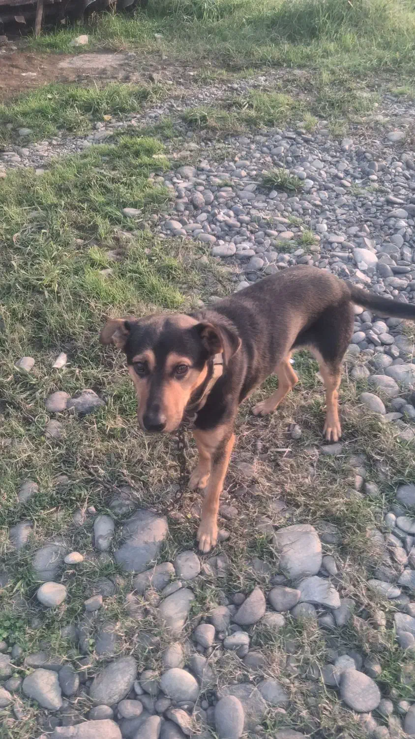 دوبرمن ایرانی|سگ|رشت, شهرک شهید مفتح|دیوار