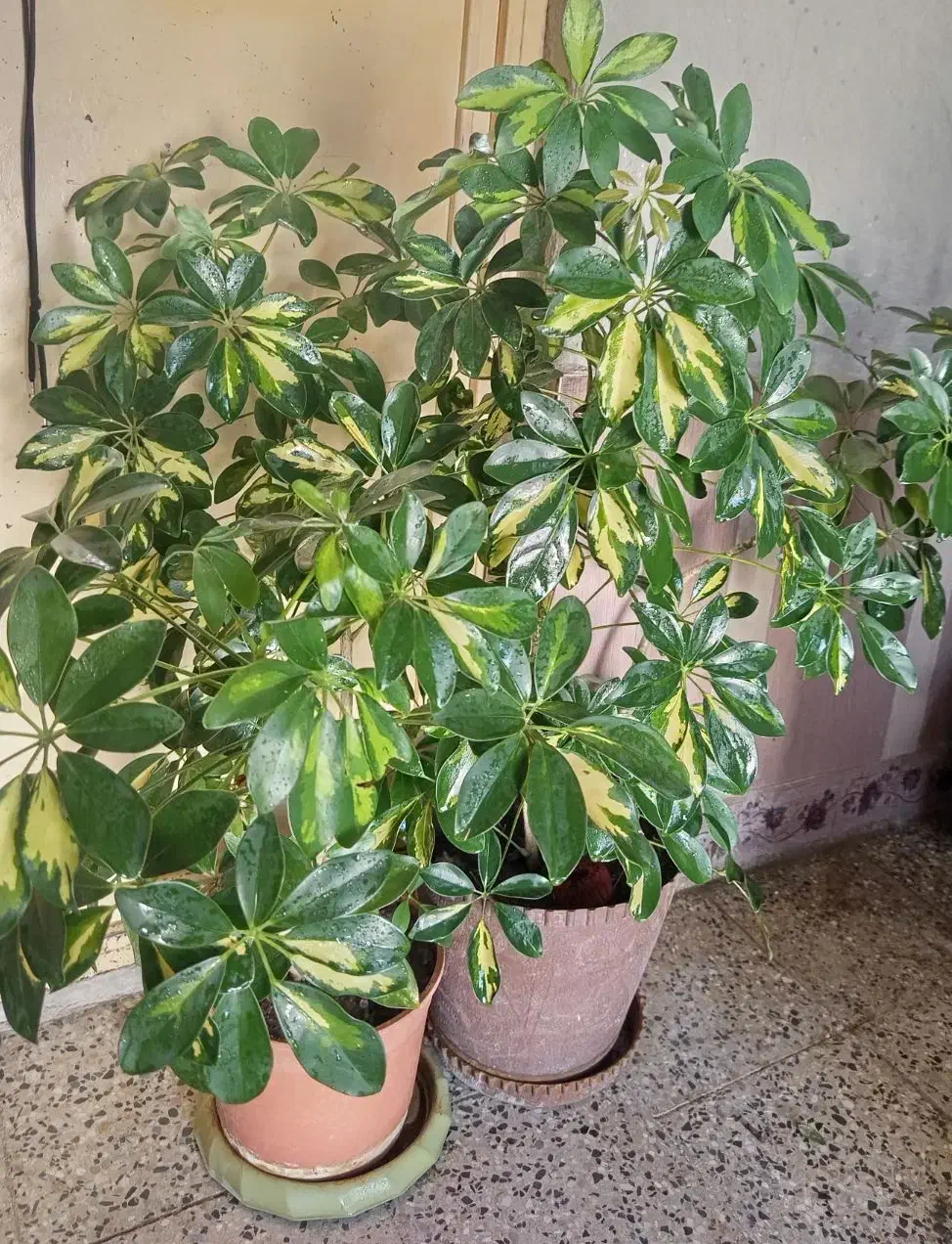 دو عدد گل شفلرا|گل و گیاه طبیعی|یاسوج, |دیوار