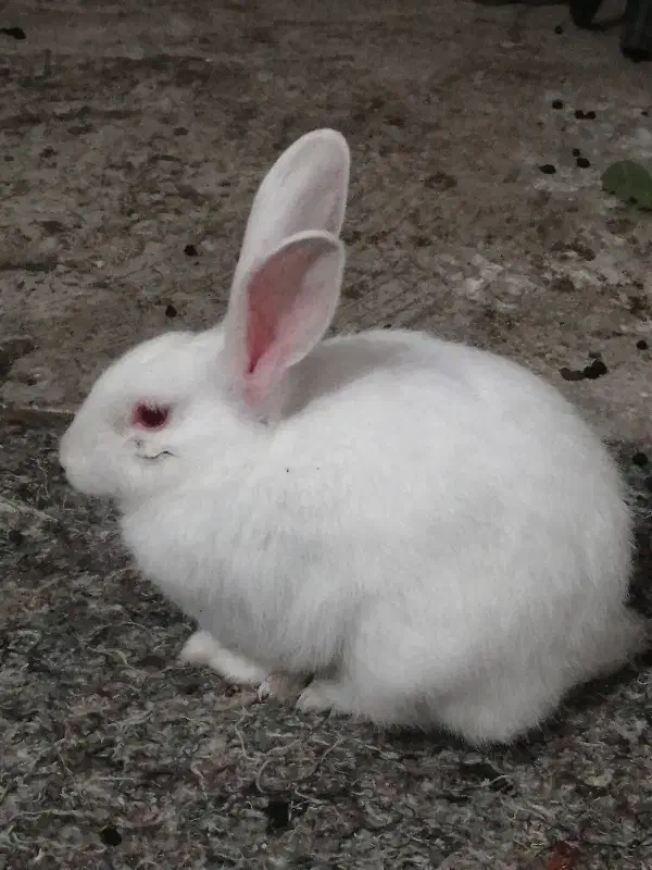 خرگوش سفید|موش و خرگوش|آزادشهر, |دیوار