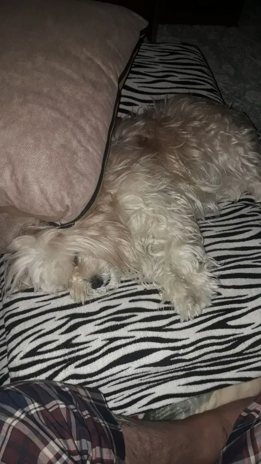 شیتزو تریر|سگ|شیراز, ماه فیروزان|دیوار