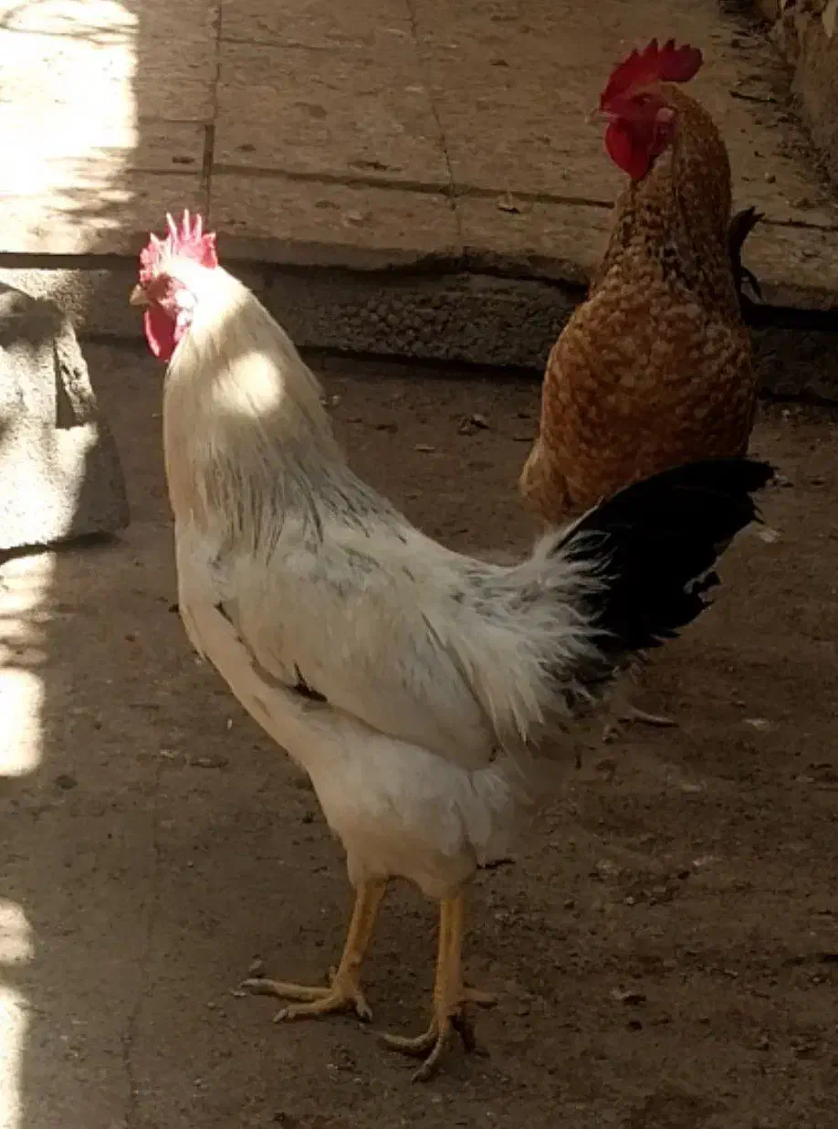 تعدادی مرغ و خروس به فروش میرسد|حیوانات مزرعه|زرندیه, |دیوار