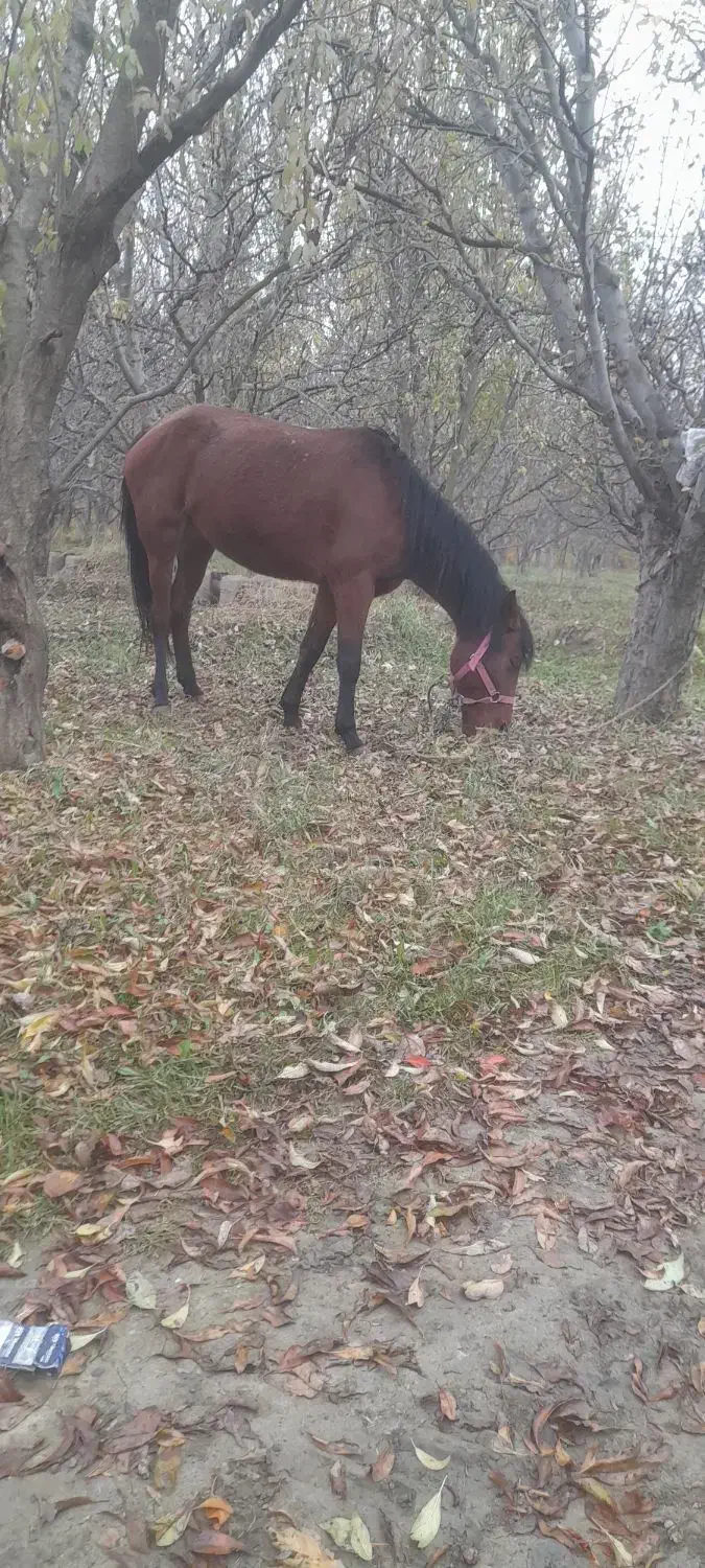 اسب مادیان|اسب و تجهیزات اسبسواری|سلماس, |دیوار