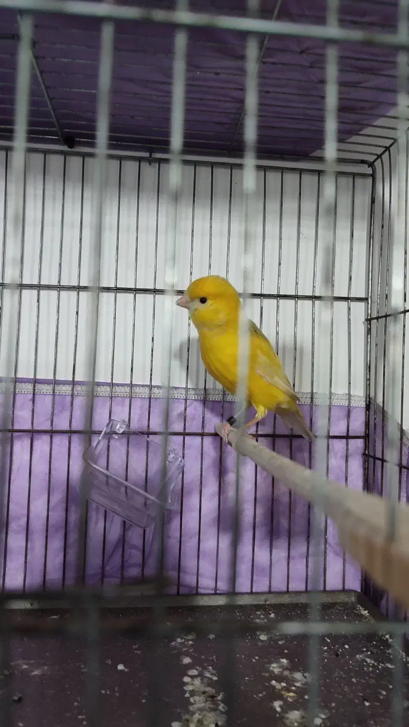 قناری|پرنده|فردیس, فردیس|دیوار