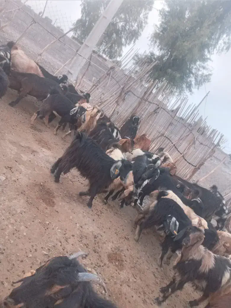 فروش تعدادی بز|حیوانات مزرعه|قلعه گنج, |دیوار