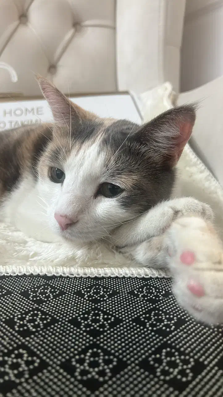 پانسیون خانگی گربه/پانسیون /گربه/پانسیون میومیو|خدمات پیشه و مهارت|مشهد, جاهد شهر|دیوار