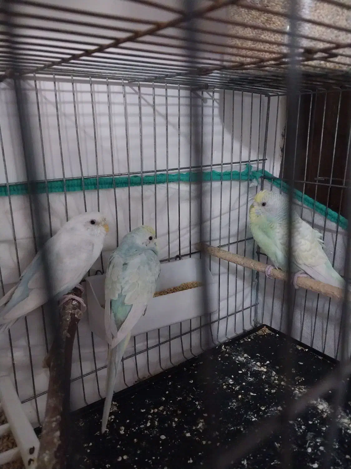 مرغ عشق|پرنده|قم, قلعه کامکار|دیوار