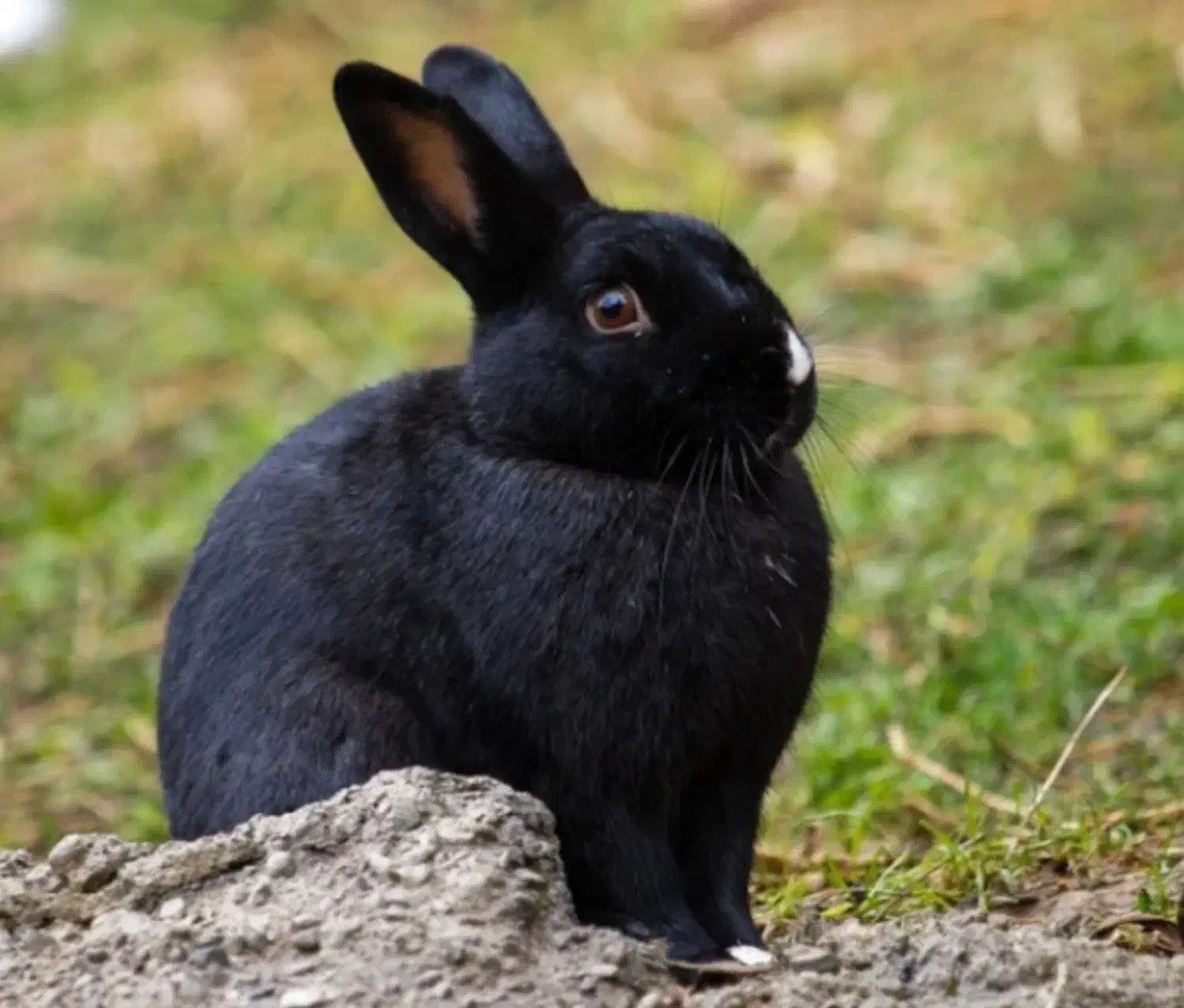 فروش خرگوش|موش و خرگوش|خورموج, |دیوار