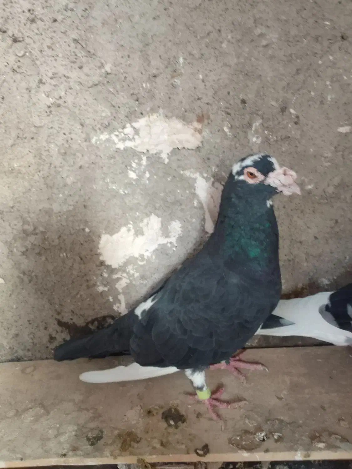 کفتر|پرنده|مشهد, امیریه|دیوار