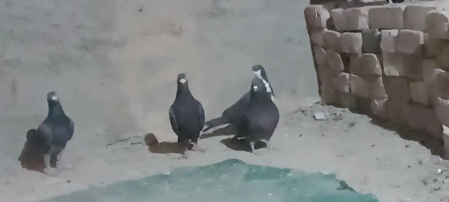 کفتر نر پر|پرنده|خاش, |دیوار