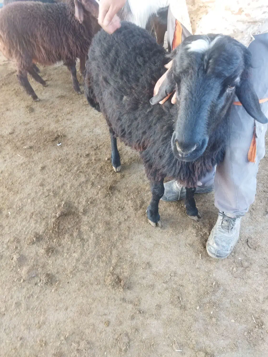 بره افشار بذری|حیوانات مزرعه|نیشابور, شهرآرا|دیوار