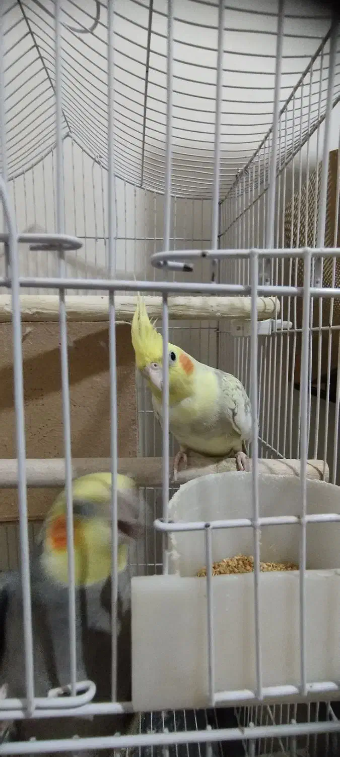 عروس هلندی|پرنده|تهران, طیب|دیوار