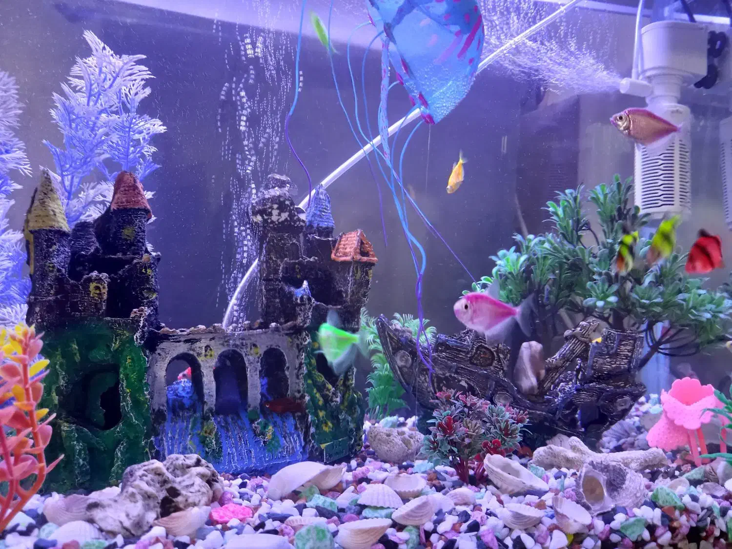 اکواریوم شرکتی با ماهی ها|ماهی|رشت, جماران|دیوار