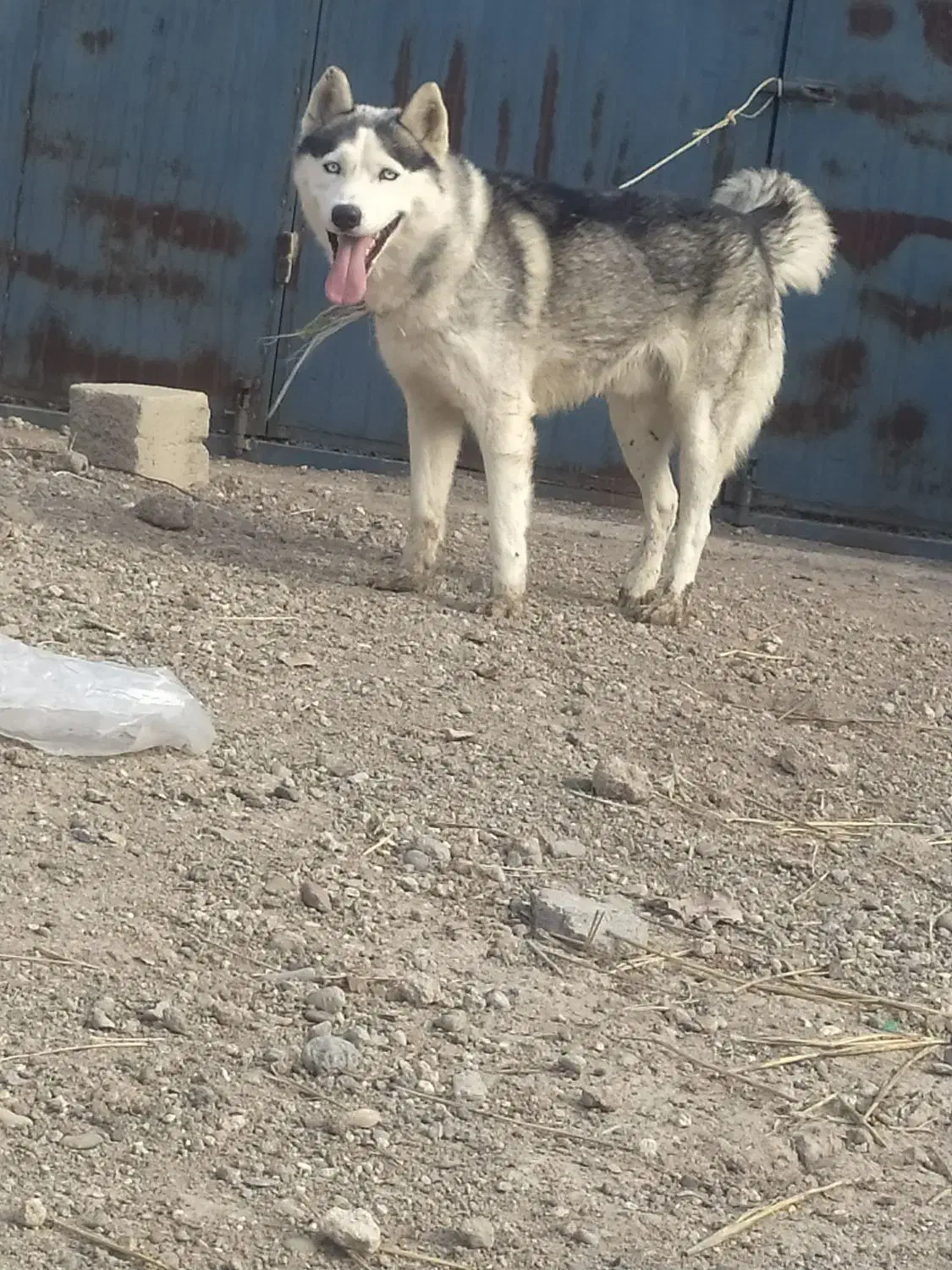 واگذاری سگ|سگ|اردبیل, |دیوار