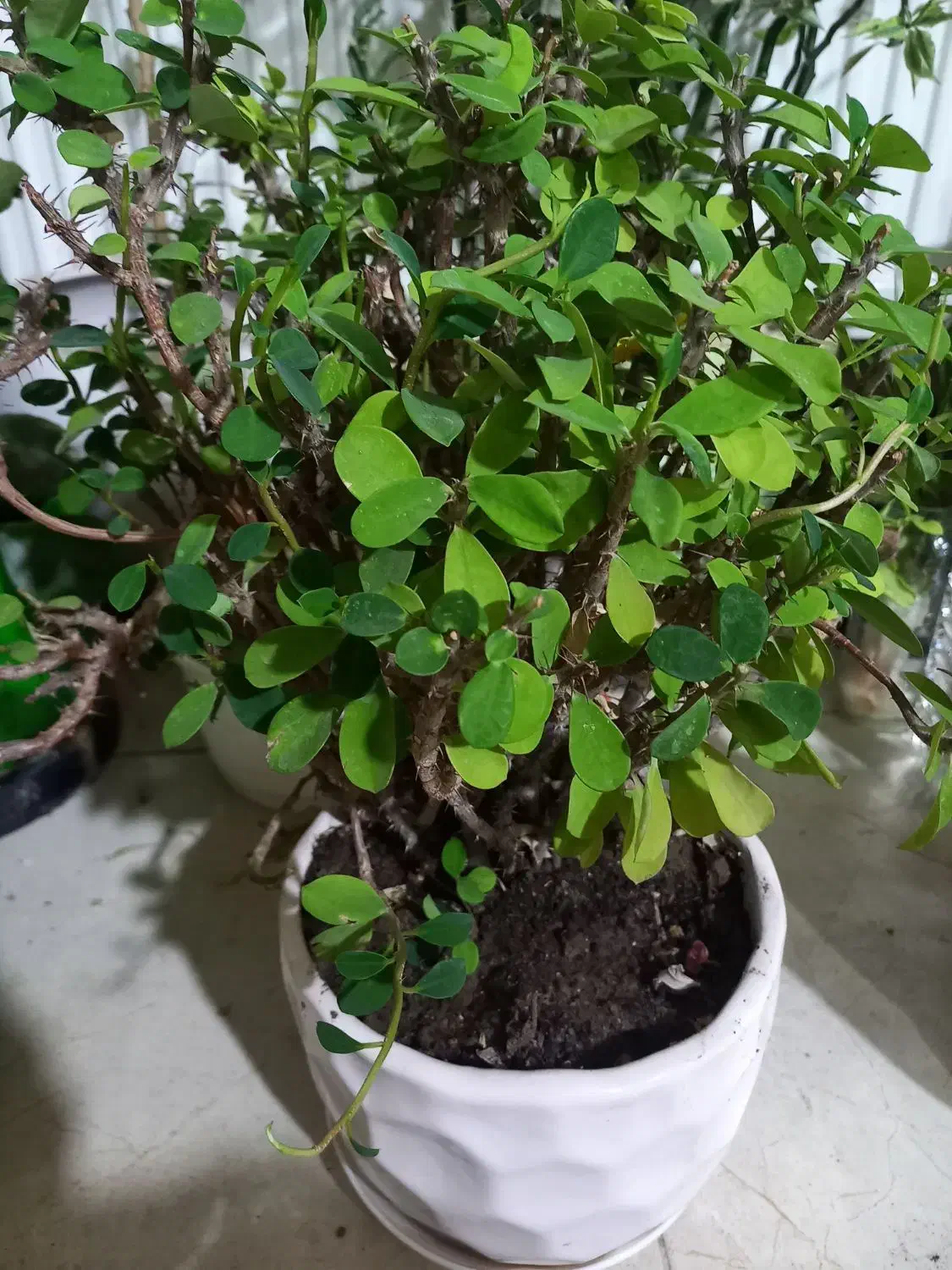 اگلونما برفی زینتی وباشکوه وگل مرجان|گل و گیاه طبیعی|شیراز, زرهی|دیوار