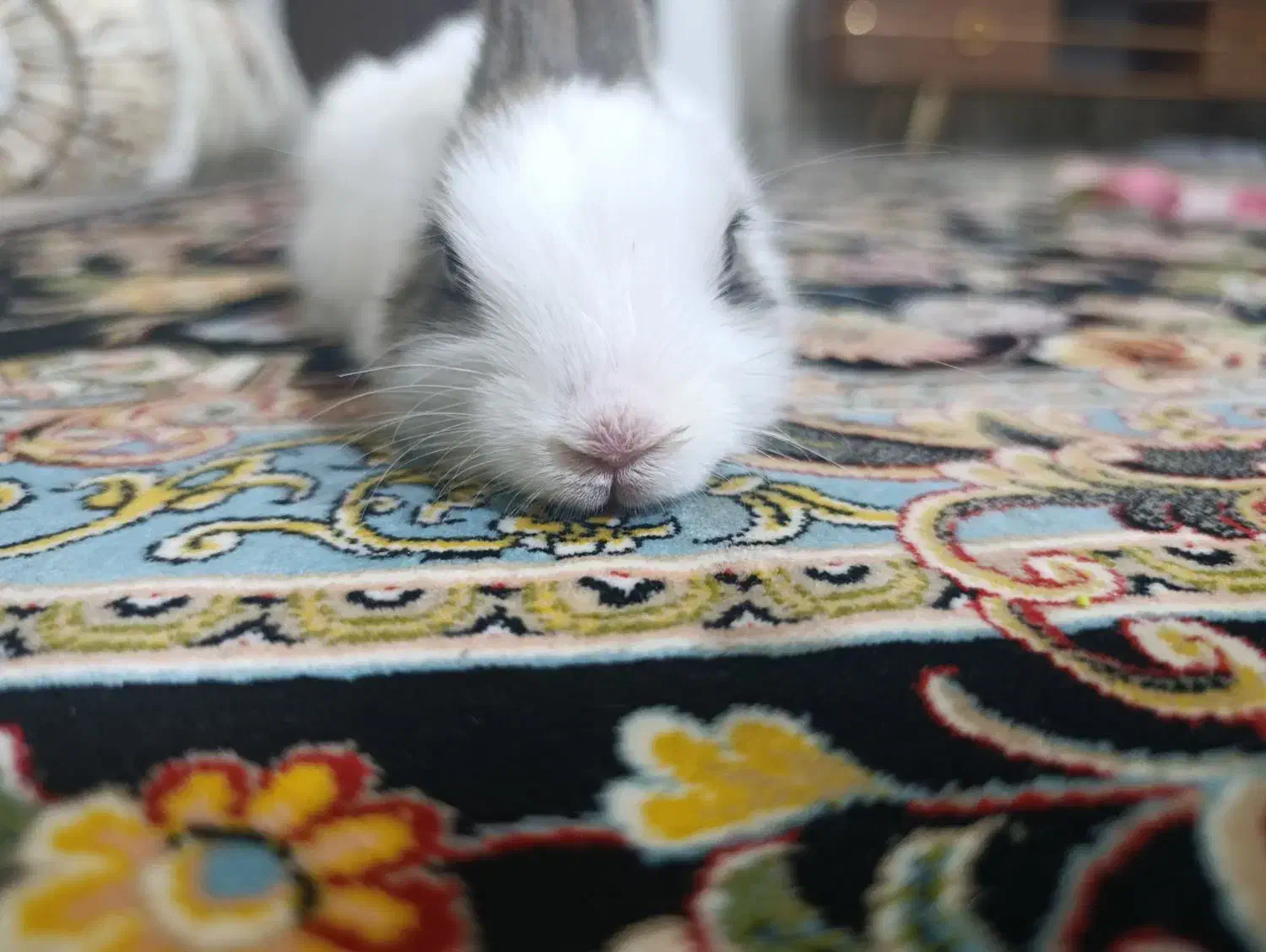 خرگوش لپ|موش و خرگوش|یاسوج, |دیوار